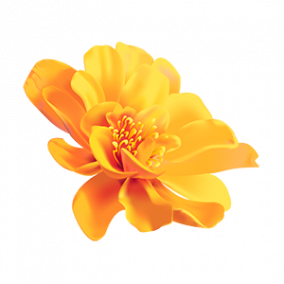 kisspng-yellow-flower-color-image-portable-network-graphic-png-5c0d613918b3d0.0743840815443807291012.png